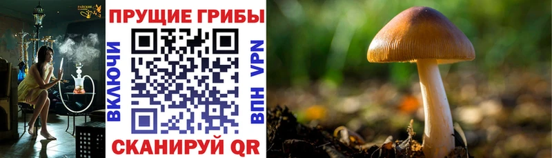Псилоцибиновые грибы MAGIC MUSHROOMS  Ахтырский 